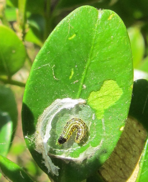 Photo : C. Marchand Pyrale du buis L2