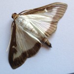 papillon mâle de la pyarle du buis (dessus)