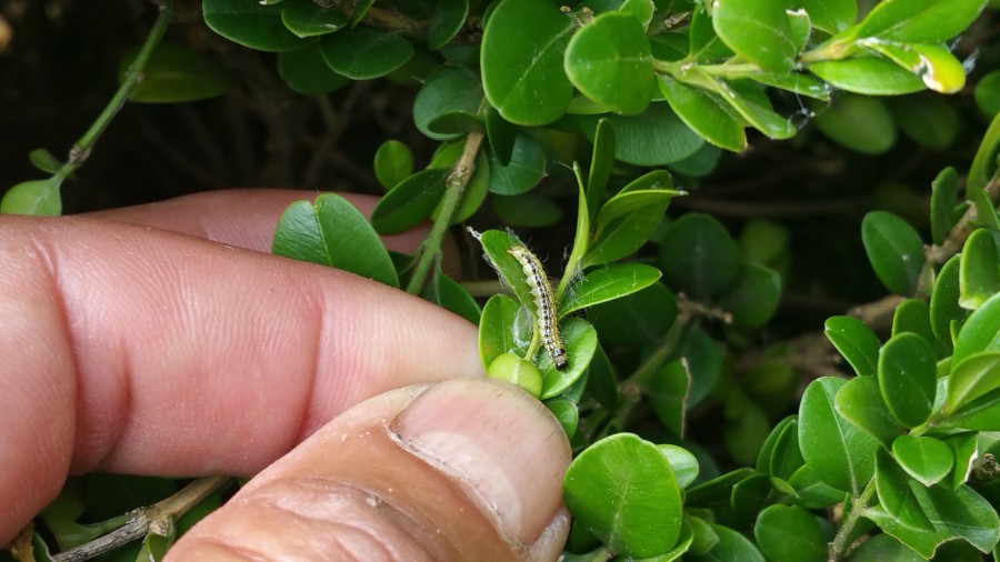 ALERTE : 1ère génération de chenilles de la PYRALE du Buis (BUXUS)