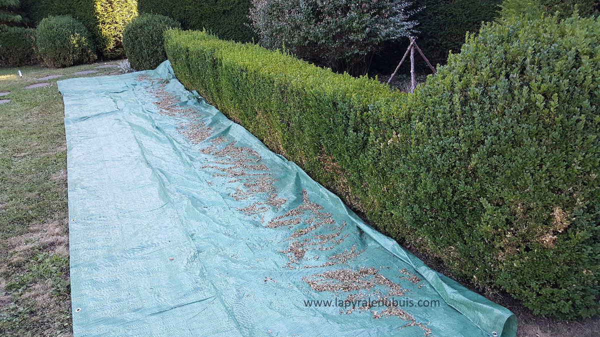 https://old.lapyraledubuis.com/wp-content/uploads/2017/07/bache-protection-bois-avec-pyrale-du-buis.jpg
