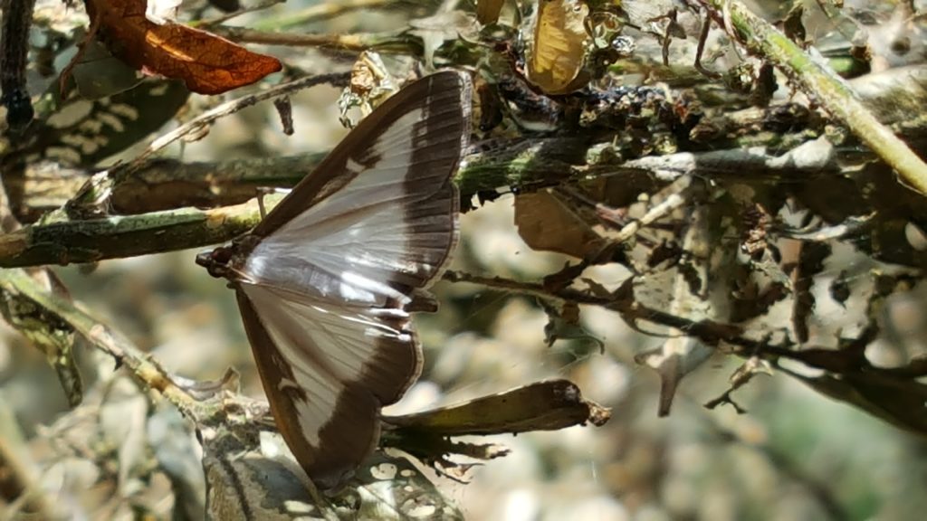 Papillon mâle de la Pyrale du buis Photo EVM