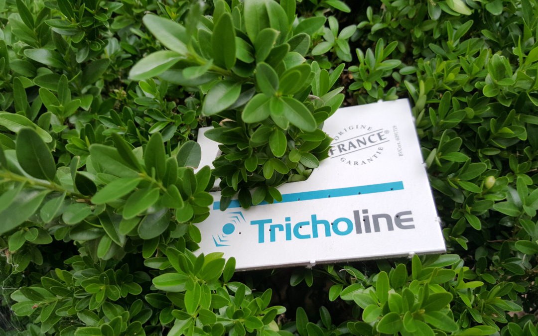 TRICHOLINE-BUXUS-2020-Photo-CM