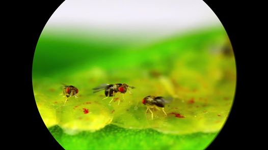 Trichogrammes contre la pyrale du buis "Tricholine®Buxus" – Image 9