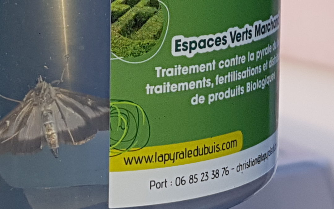 FLASH INFO-Pyrale du buis.