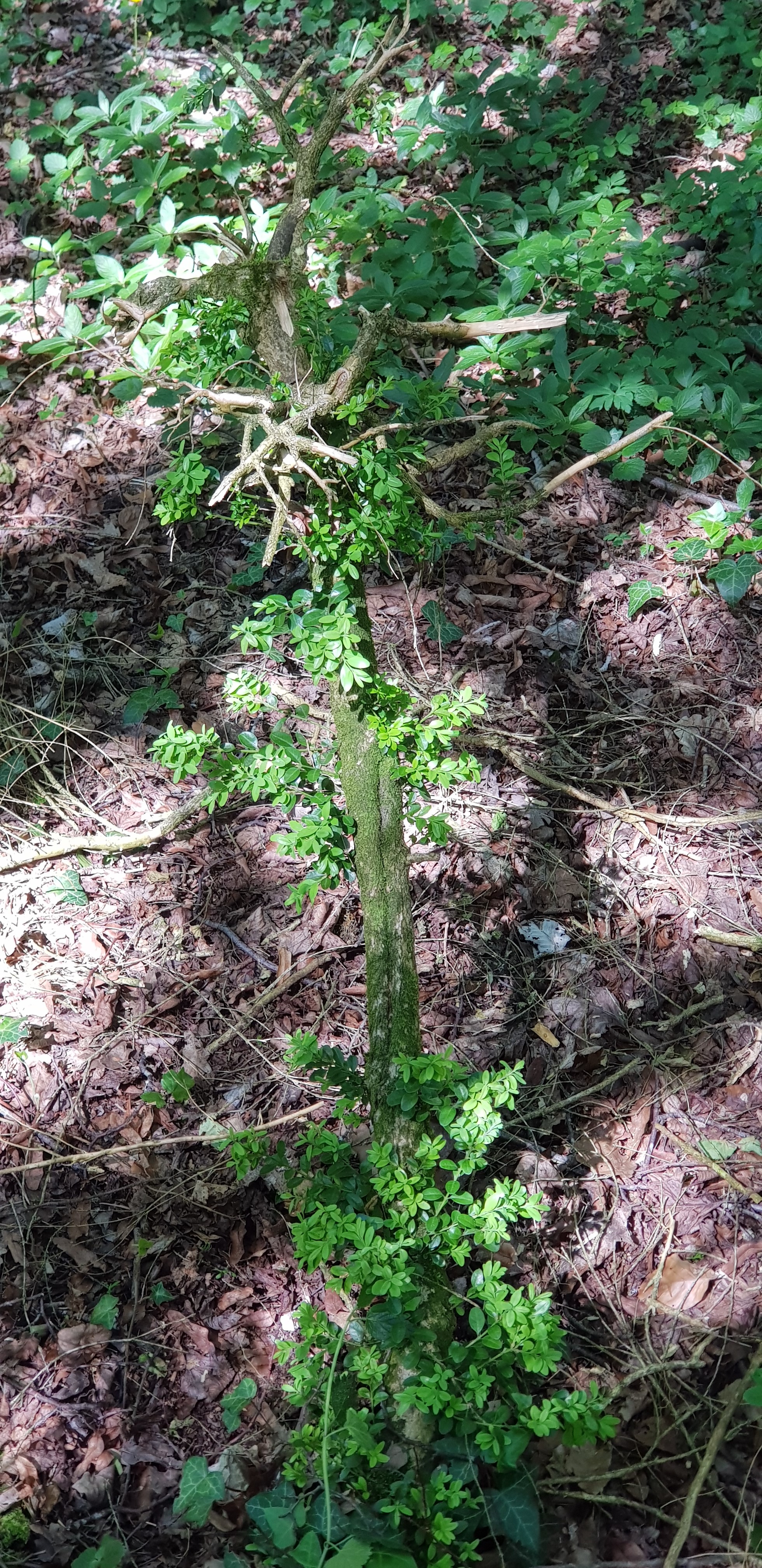 https://old.lapyraledubuis.com/wp-content/uploads/2019/07/JURA-02-06-2019-apr%C3%A8s-%C3%A9lagage-.jpg