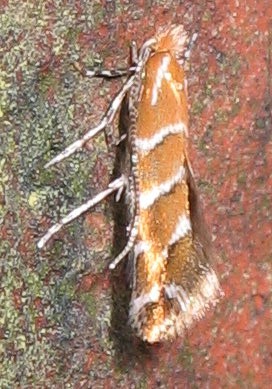 Cameraria_ohridella