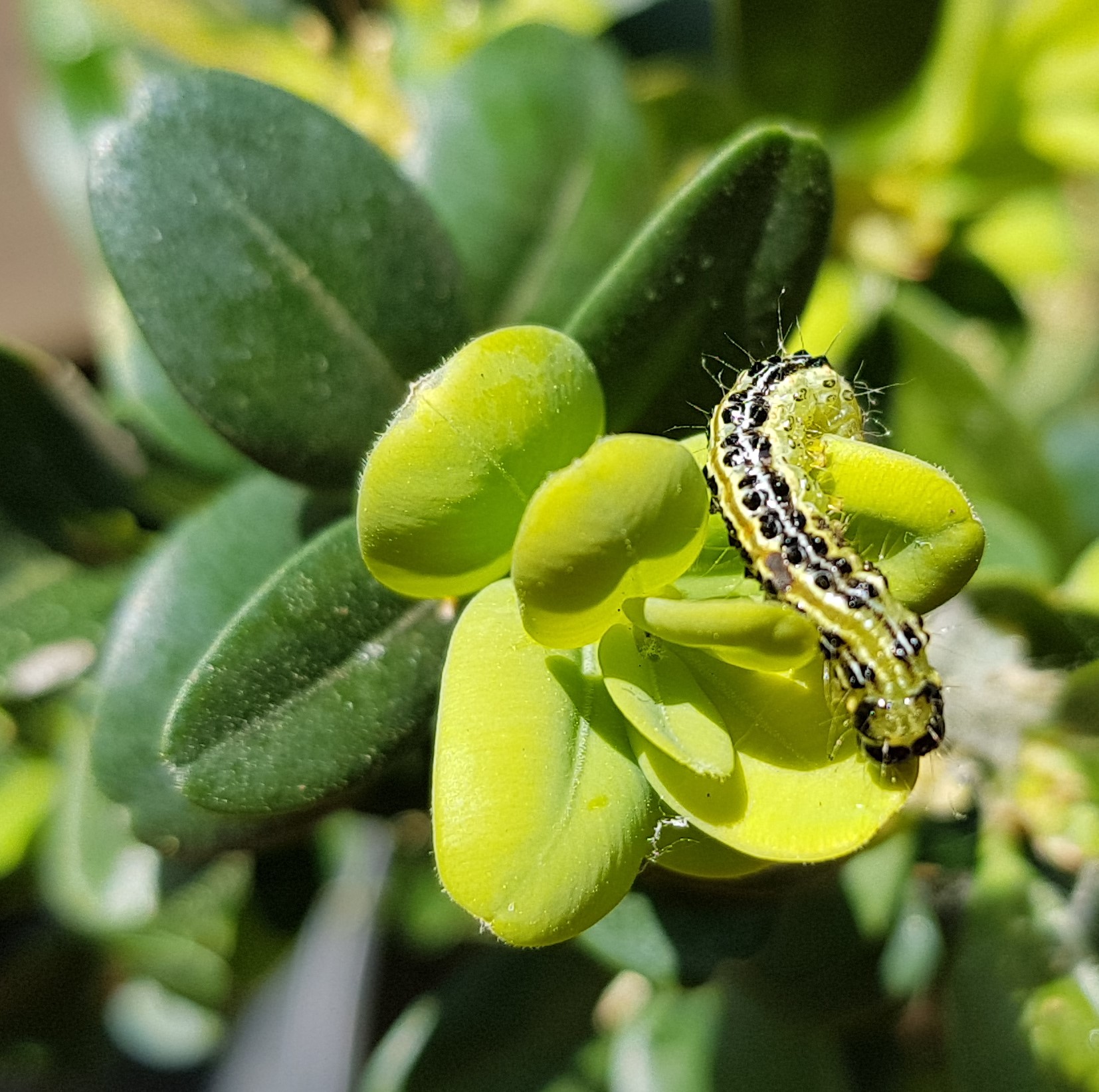 https://old.lapyraledubuis.com/wp-content/uploads/2020/03/PDB-sur-jeune-feuillage-28-03-2020-STG.jpg