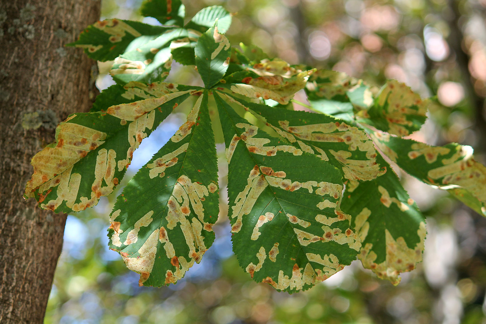 Cameraria_ohridella