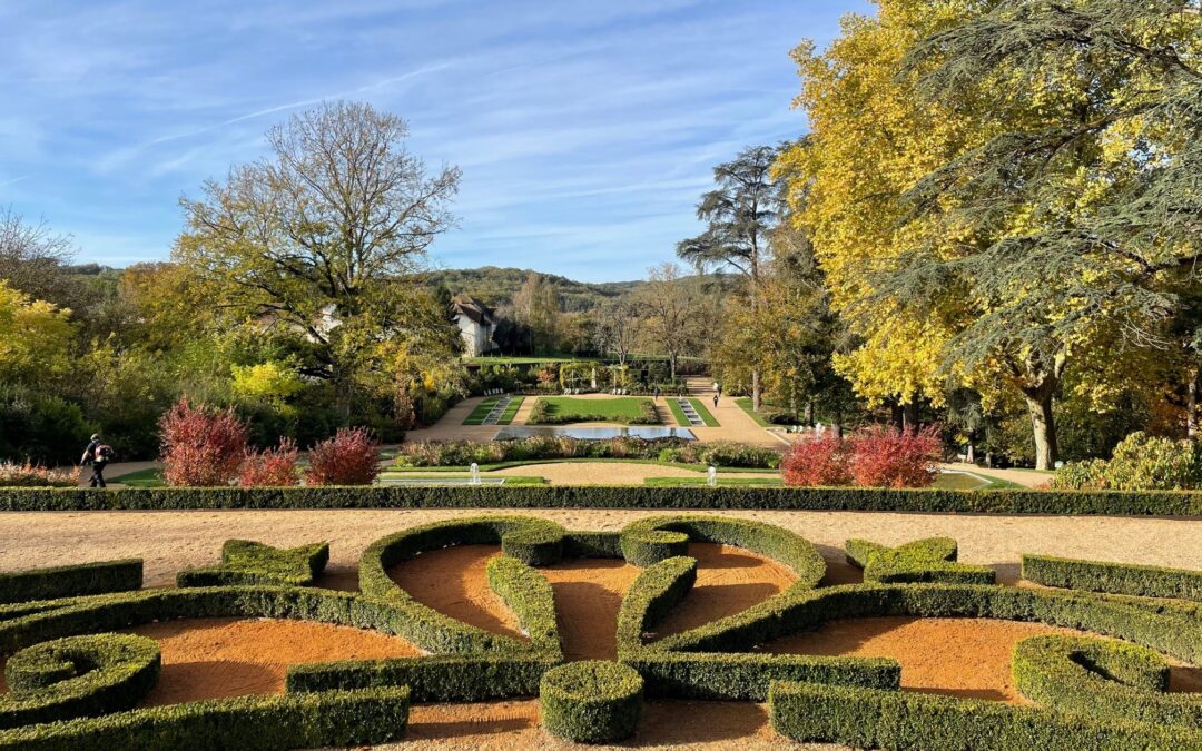 Buis Buxus novembre 2021