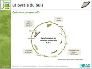 Cycles Pyrale INRAe