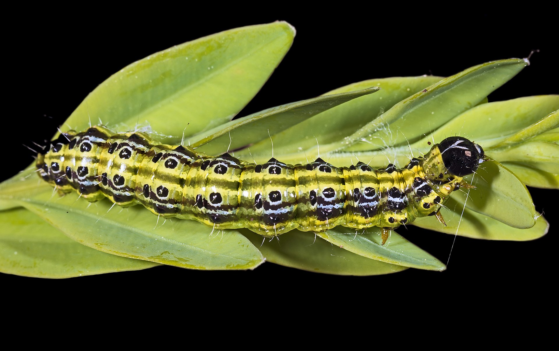 Cydalima_perspectalis_Didier-Descouens