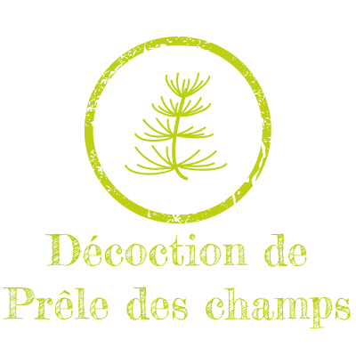Décoction de Prêle des champs