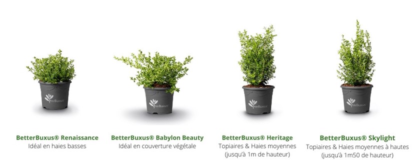 Protocole Pyrale du buis Mars 2025