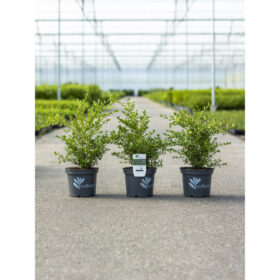 buxus-betterbuxus-renaissance-her2009b01