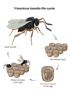 Cycle Trichogrammes