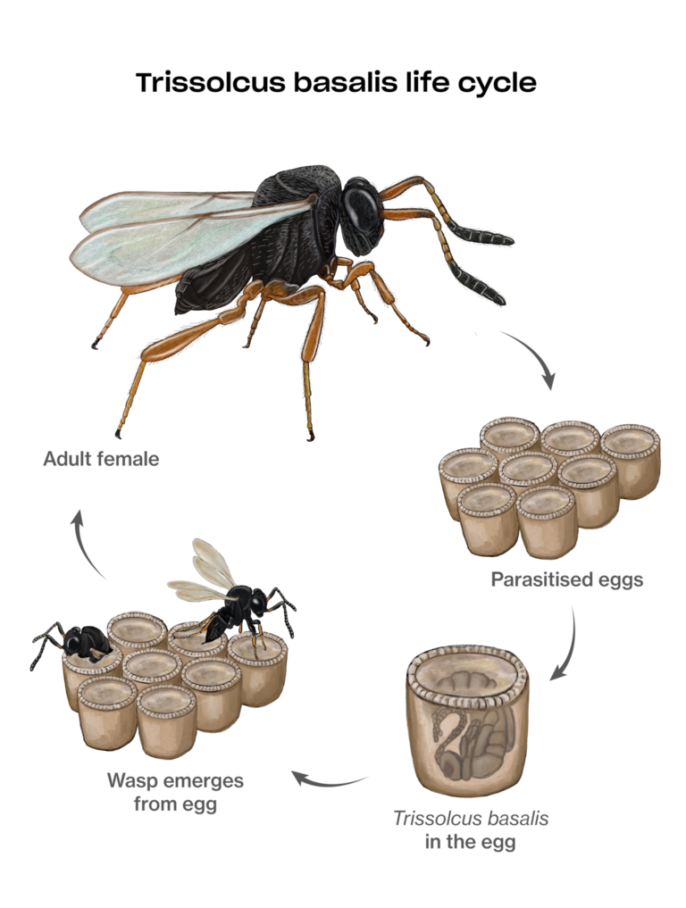 Cycle Trichogrammes
